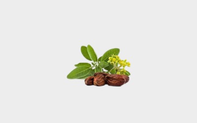 Shop For Products Containing Jojoba Oil